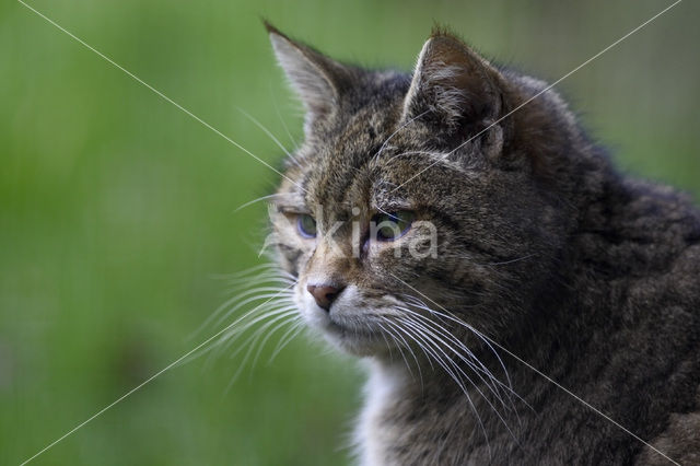 Wildcat (Felis silvestris)