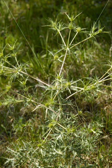 Wilde kruisdistel (Eryngium campestre)