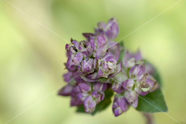 Wild Marjoram (Origanum vulgare)