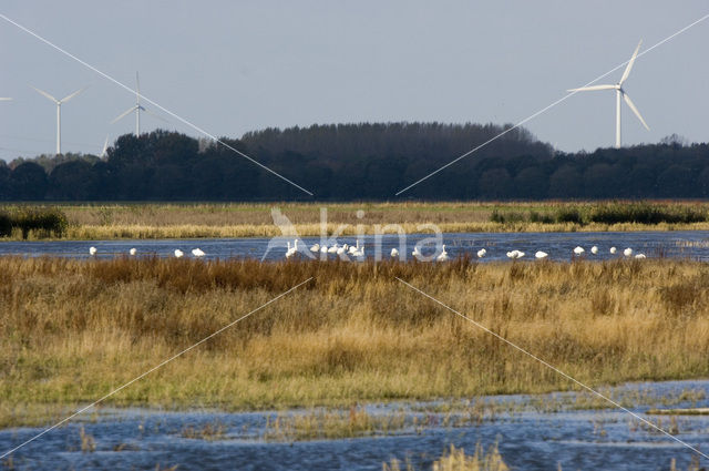 Whooper Swan (Cygnus cygnus)