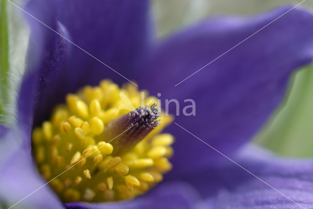 Pasqueflower (Pulsatilla vulgaris)