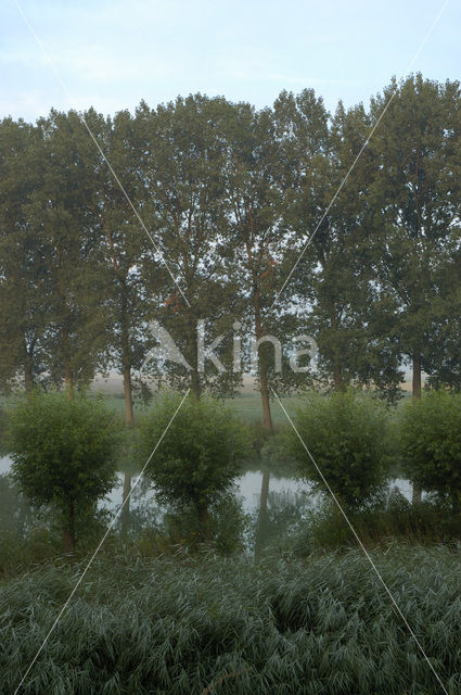 Willow (Salix)