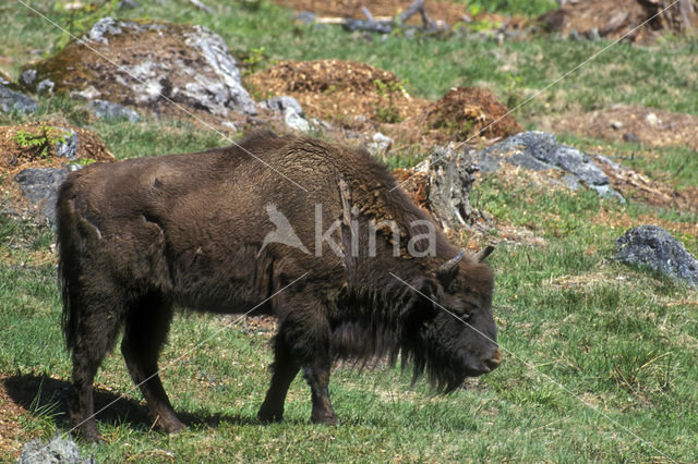 Wisent (Bison bonasus)