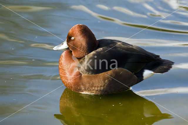 White-eyed Pochard