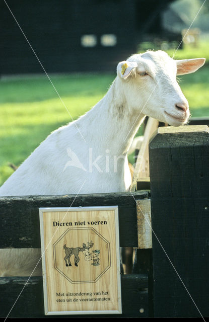 Witte Nederlandse geit (Capra domesticus)