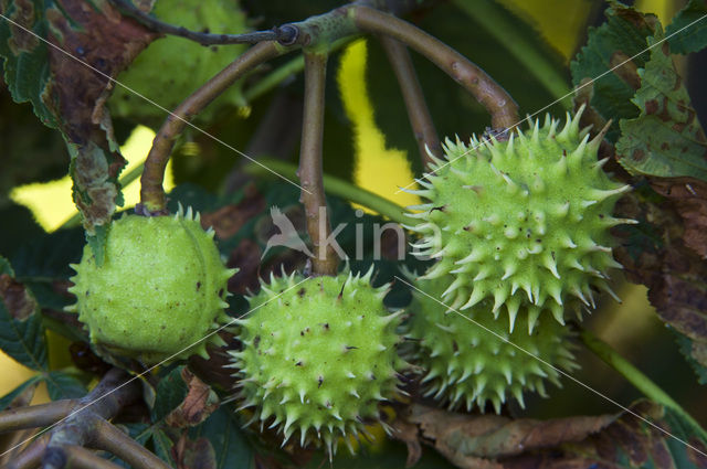 Witte paardenkastanje (Aesculus hippocastanum)