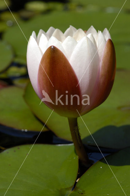 Witte waterlelie (Nymphaea alba)