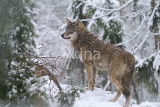 Grey Wolf (Canis lupus)