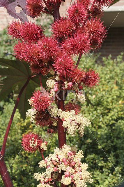 Wonderboom (Ricinus communis)