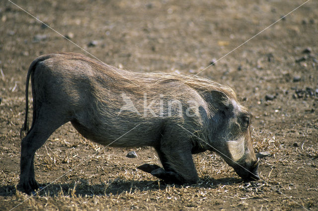 desert warthog (Phacochoerus aethiopicus)