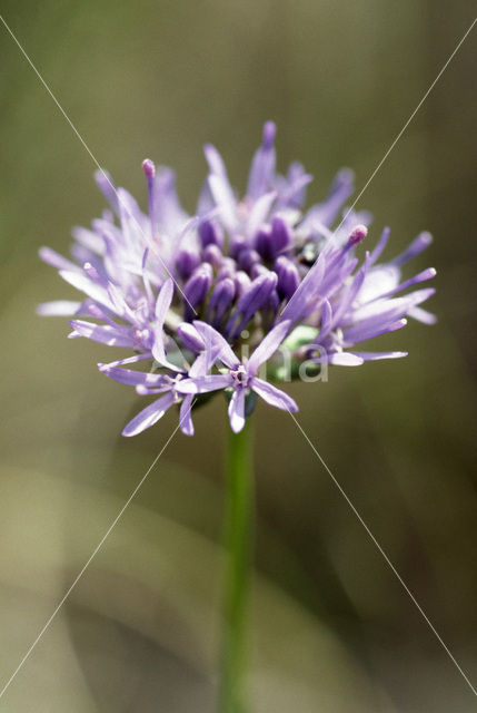 Sheep’s-bit (Jasione montana)