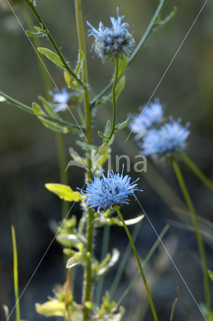 Sheep’s-bit (Jasione montana)