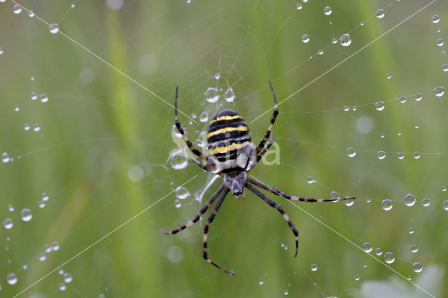 Zebraspin