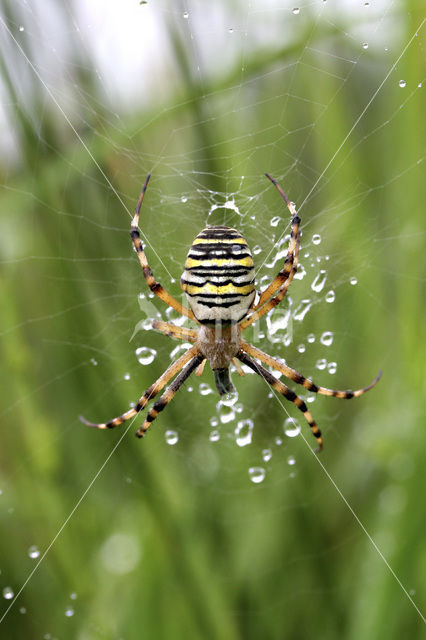 wasp spider (Argiope bruennichi)