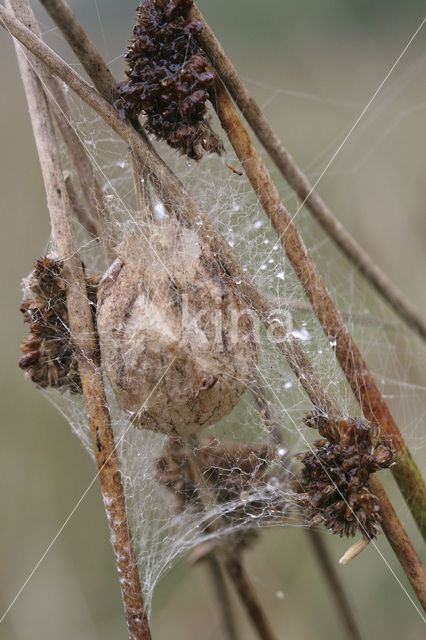 wasp spider (Argiope bruennichi)