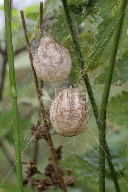 wasp spider (Argiope bruennichi)