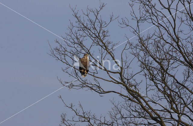 Zeearend (Haliaeetus albicilla)