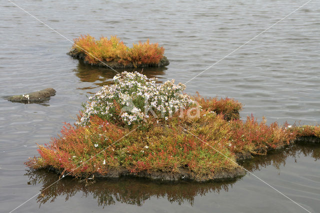 Zeekraal (Salicornia spec)