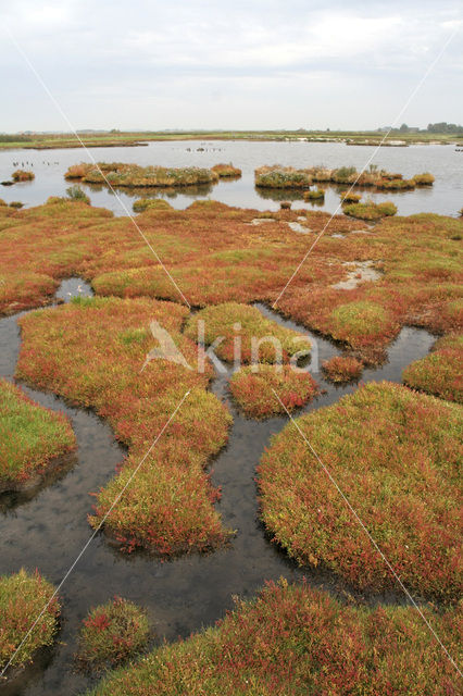 Zeekraal (Salicornia spec)