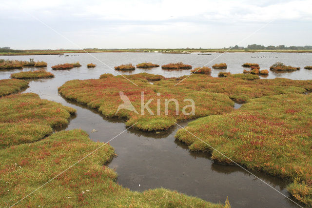 Zeekraal (Salicornia spec)