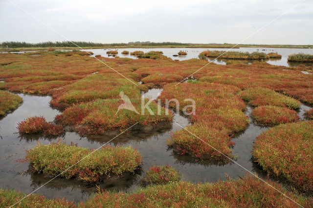 Zeekraal (Salicornia spec)