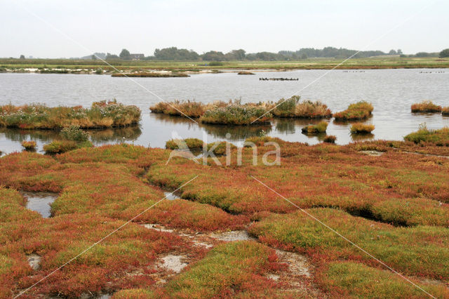 Zeekraal (Salicornia spec)