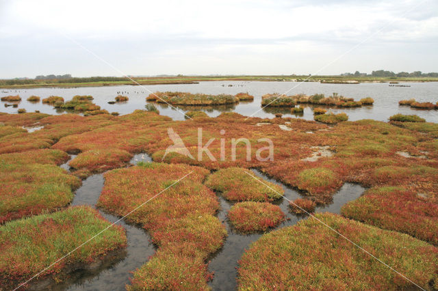 Zeekraal (Salicornia spec)