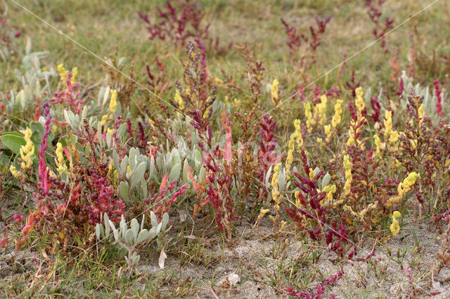 Zeekraal (Salicornia spec)