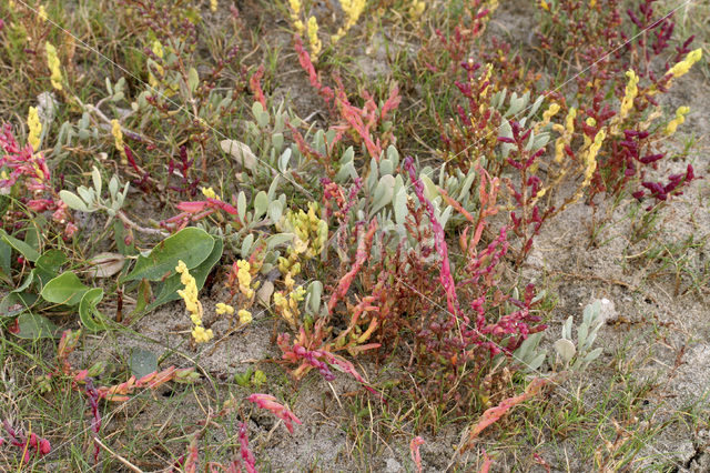 Zeekraal (Salicornia spec)