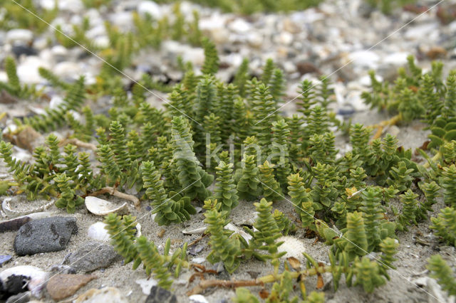 Zeepostelein (Honckenya peploides)