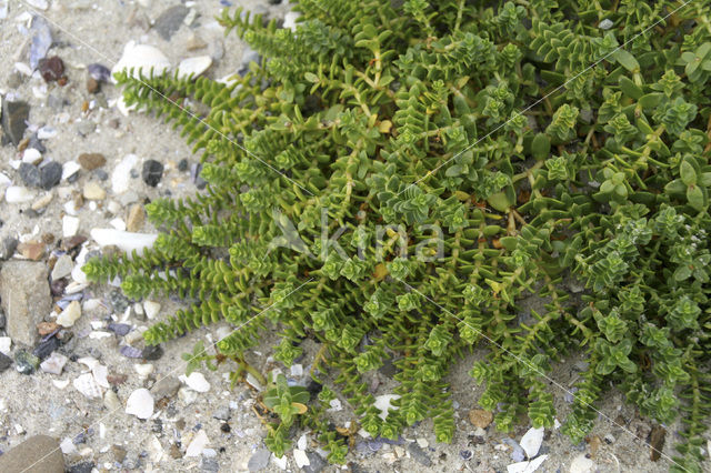 Sea Sandwort (Honckenya peploides)