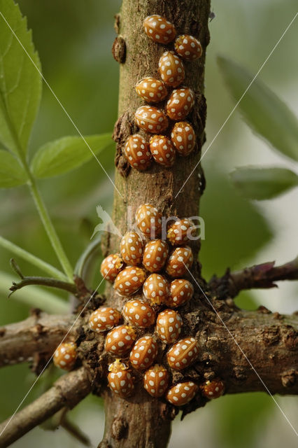 16 spot Ladybird