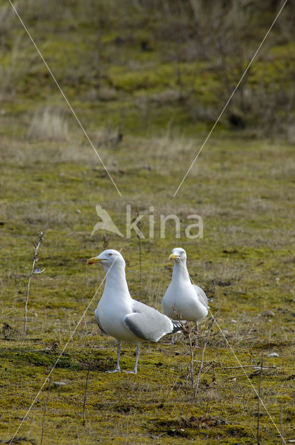 Herring Gull (Larus argentatus)