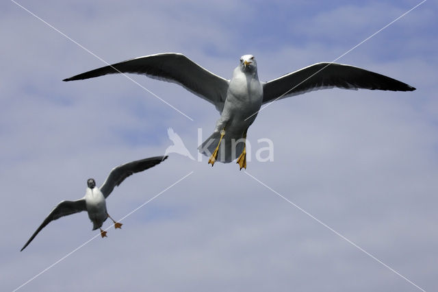 Zilvermeeuw (Larus argentatus)