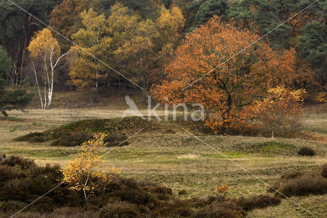 Common Oak