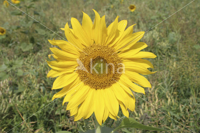 Zonnebloem (Helianthus annuus)