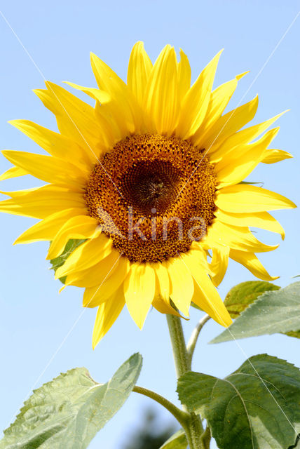 Common Annual Sunflower (Helianthus annuus)