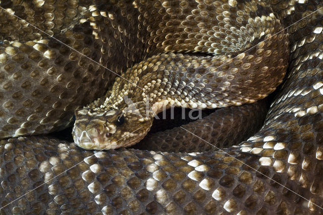 Zuidamerikaanse ratelslang (Crotalus durissus)