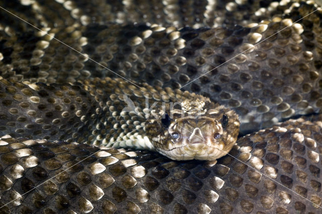 Zuidamerikaanse ratelslang (Crotalus durissus)