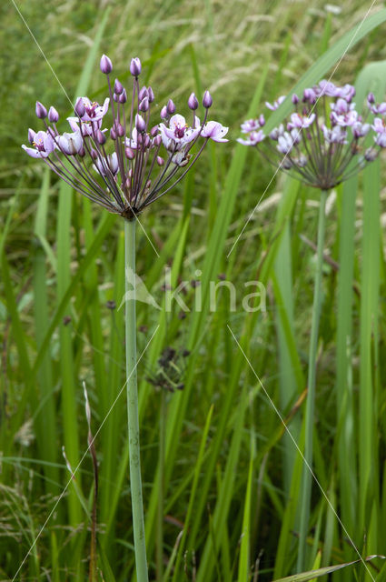 Zwanenbloem (Butomus umbellatus)