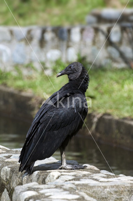 American black vulture (Coragyps atratus)