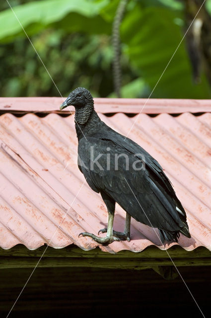 American black vulture (Coragyps atratus)