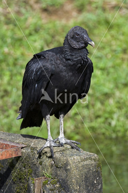 American black vulture (Coragyps atratus)