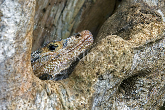 Zwarte leguaan (Ctenosaura similis )