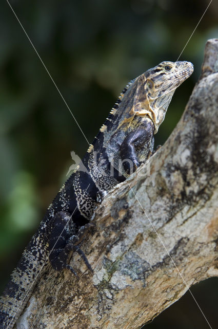 Zwarte leguaan (Ctenosaura similis )