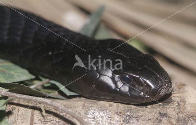 Black-necked Spitting Cobra (Naja nigricollis)