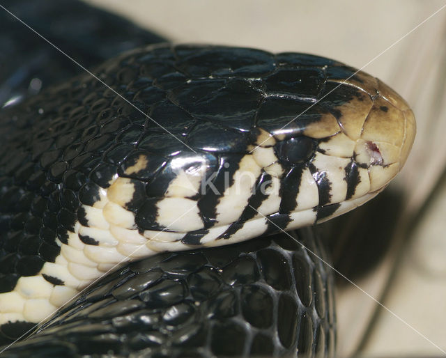 Zwartwitte Boscobra (Naja melanoleuca)