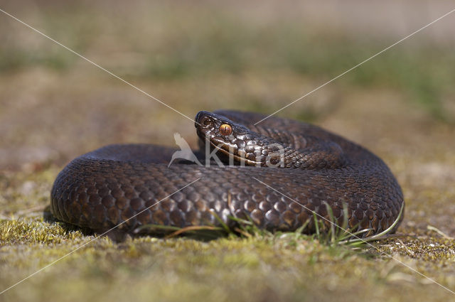 Common Viper (Vipera berus)
