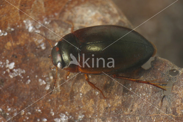 Agabus labiatus