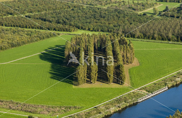 Almeerderhout